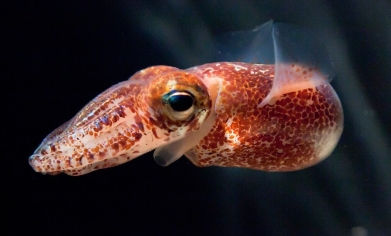 McFall-Ngai Lab: Squid photography